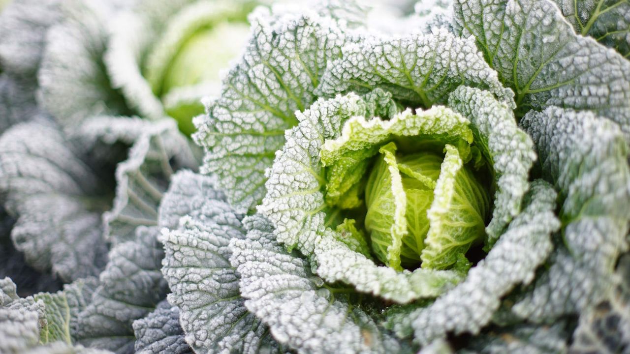 Savoy cabbage growing in a winter vegetable garden