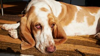 Basset hound lying down