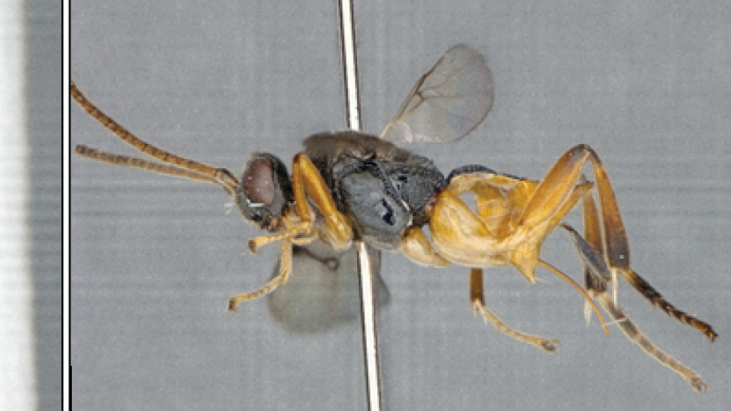 The newly described microgastrine parasitoid wasp Microgaster godzilla