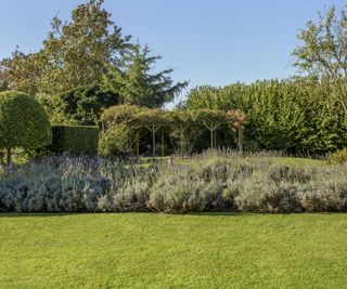 lawn with lavender beds
