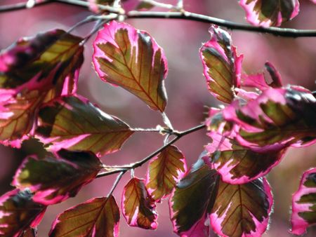 Outdoor Plants With Pink Foliage