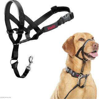 Company of Animals HALTI Headcollar