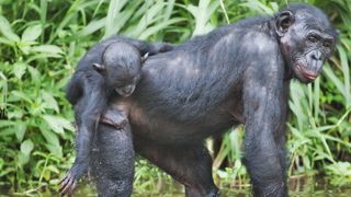 A baby bonobo clings onto its mother&#039;s back as they walk through a pond