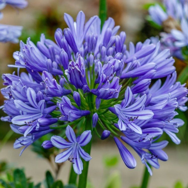 Agapanthus Umbellatus Giant Blue - Lily of the Nile Plants - Giant Football Sized Flowers