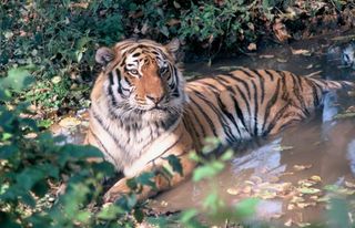 tigers, amur tigers, kazakhstan, caspian tigers, russia, wwf, tiger conservation, endangered species