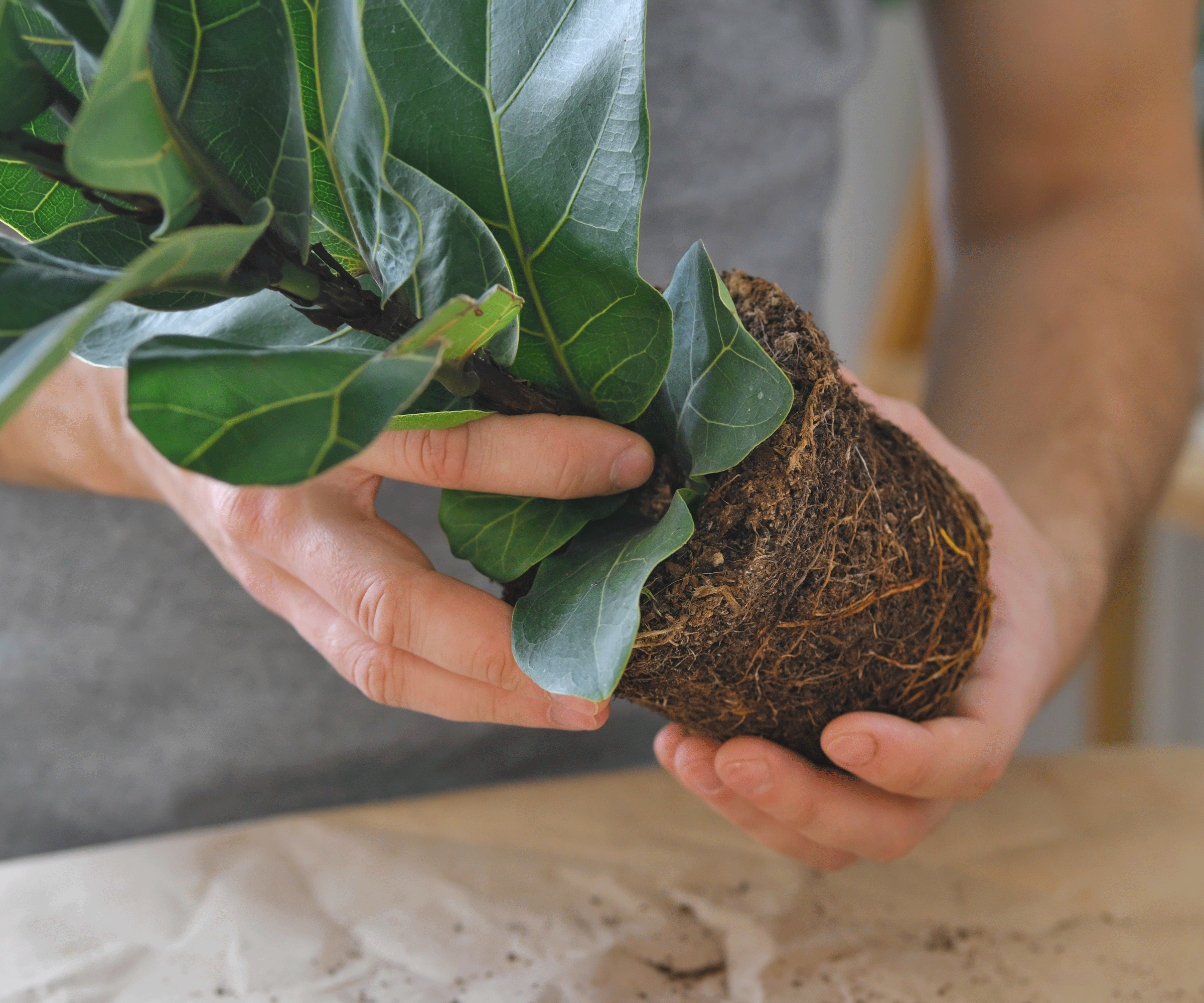 fiddle leaf fig showing root ball