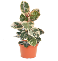 Shop Succulents Store Rubber Fig Plant