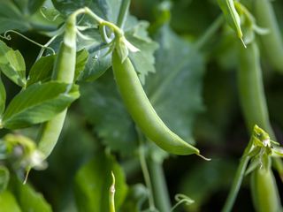 Pea pods on a plant