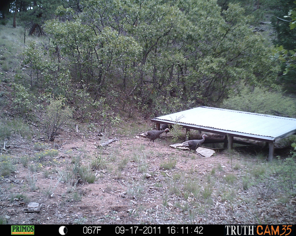 Wild turkeys at water tank