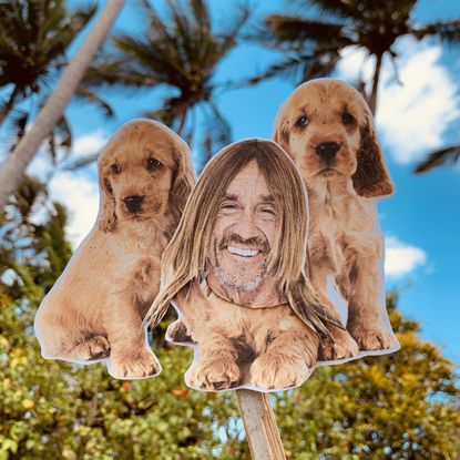 Popsicle photos of Iggy Pop and puppies