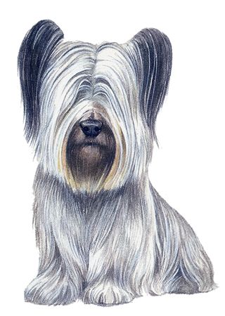 Skye terrier