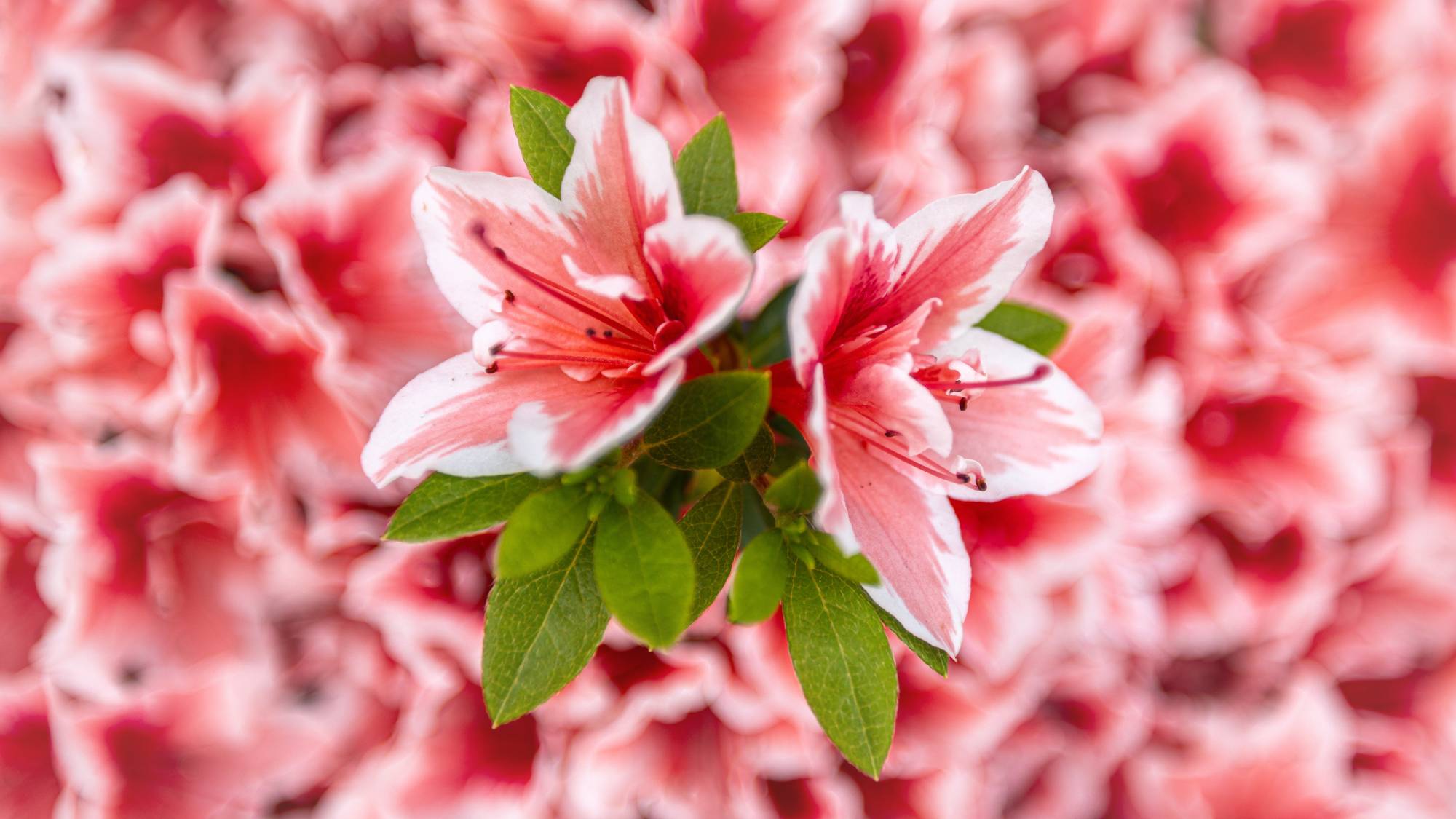 Close up of pink and white azalea flowers