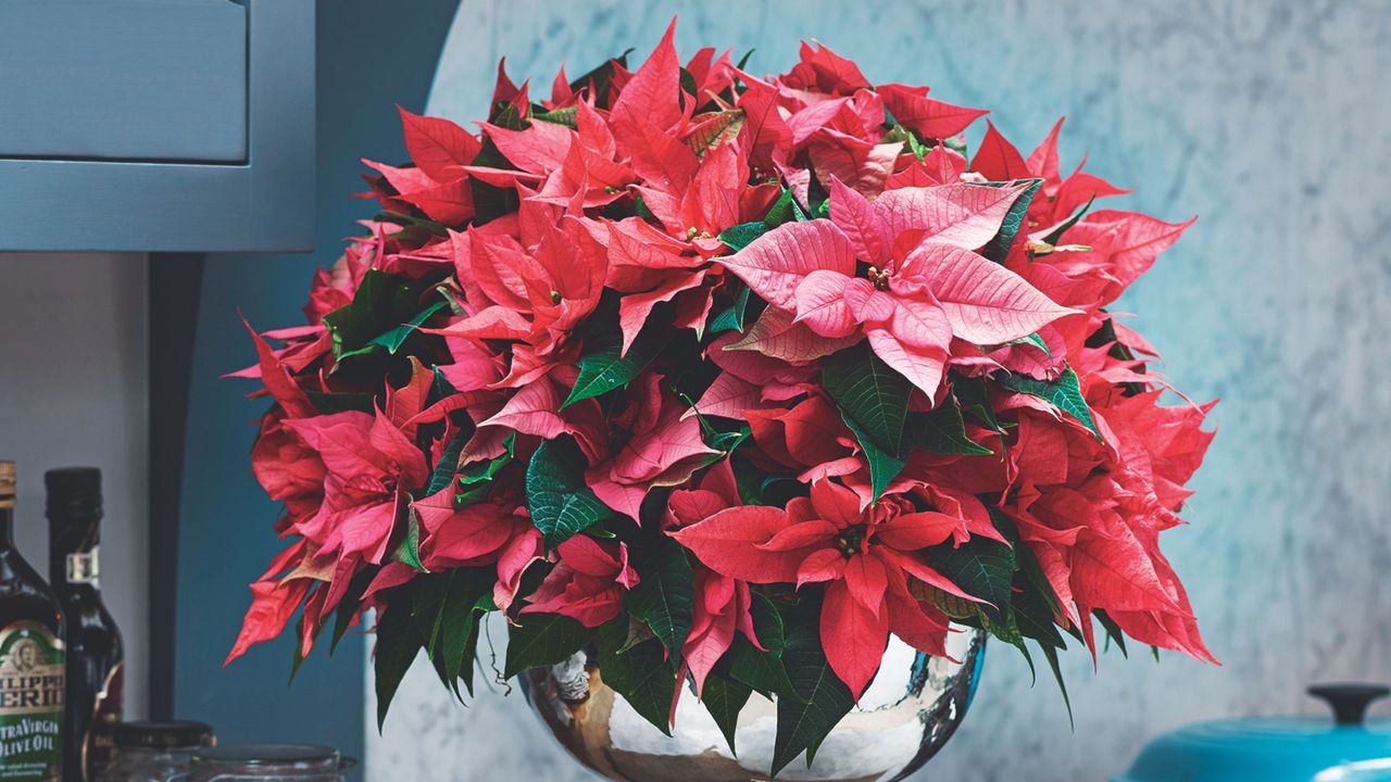 Poinsettias in silver vase on kitchen worktop