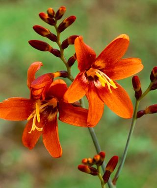 Crocosmia ‘Dusky Maiden’