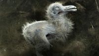 An underwater photograph shows the lifeless body of a small, fluffy grey chick resting on the murky bottom of a pond, illuminated by shafts of sunlight