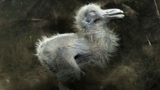 An underwater photograph shows the lifeless body of a small, fluffy grey chick resting on the murky bottom of a pond, illuminated by shafts of sunlight