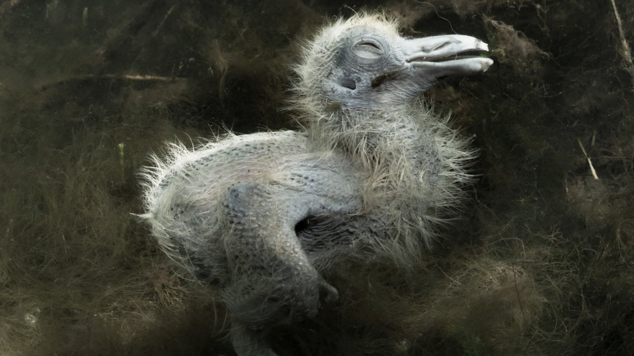 An underwater photograph shows the lifeless body of a small, fluffy grey chick resting on the murky bottom of a pond, illuminated by shafts of sunlight