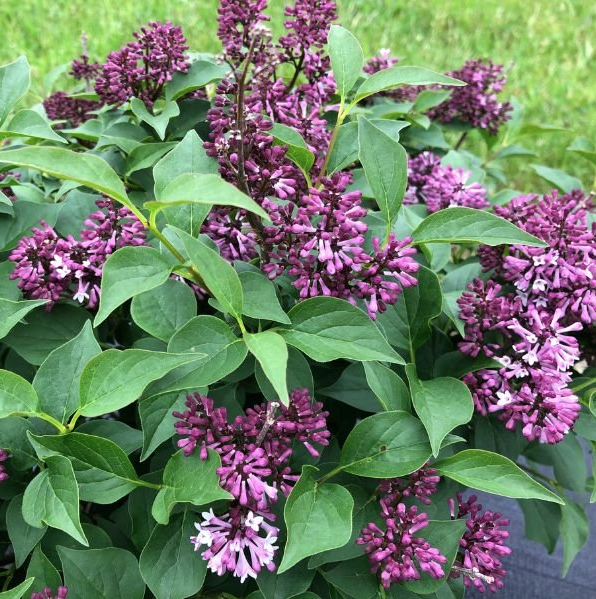 Lilac Baby Kim from Nature Hills