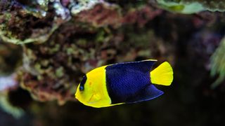 Bicolor angelfish