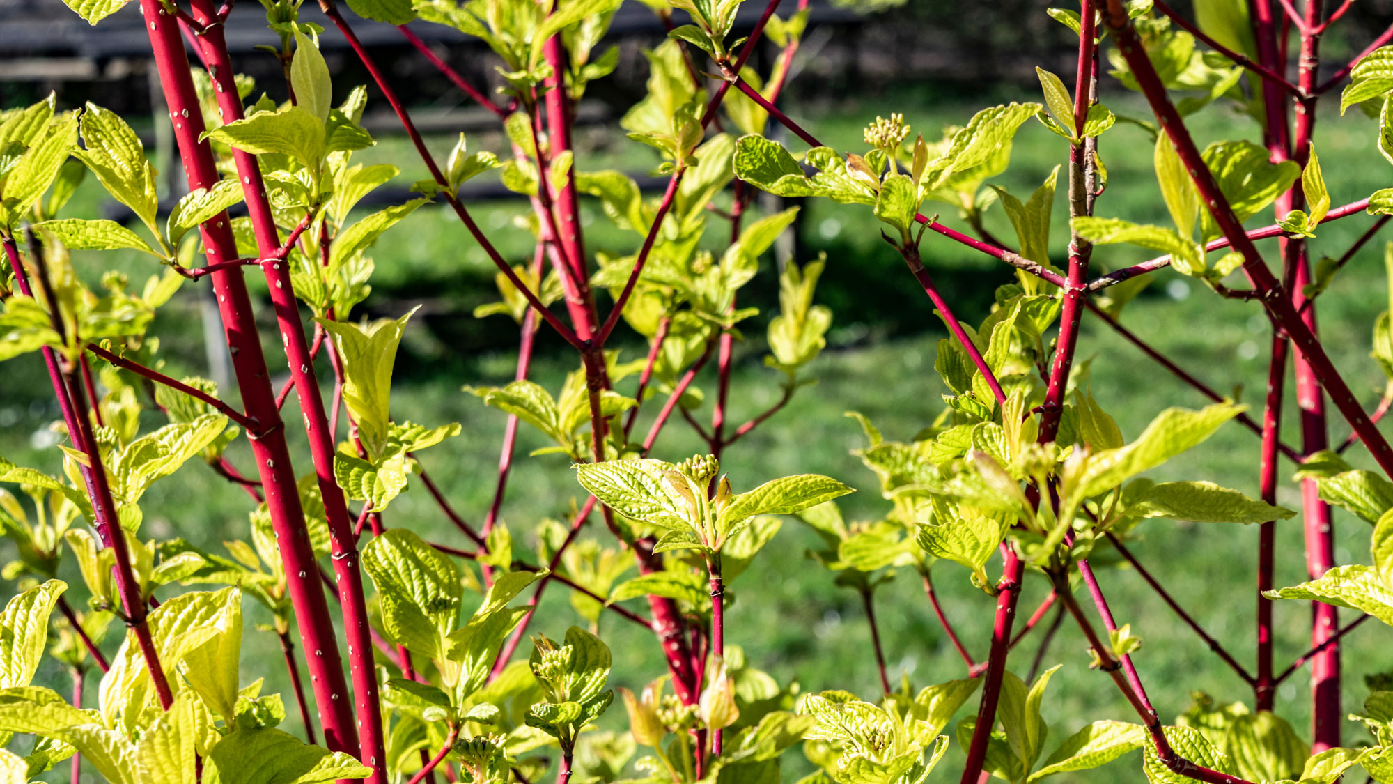 dogwood plants growing as new hedge showing red branches and green leaves