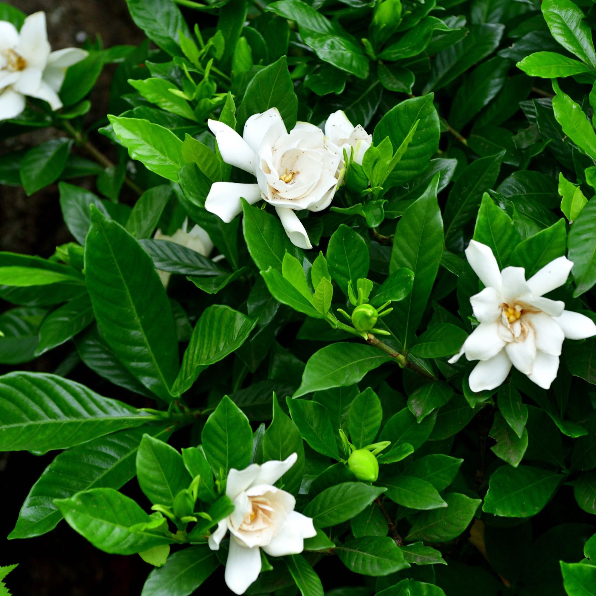 white gardenia flowers on bush