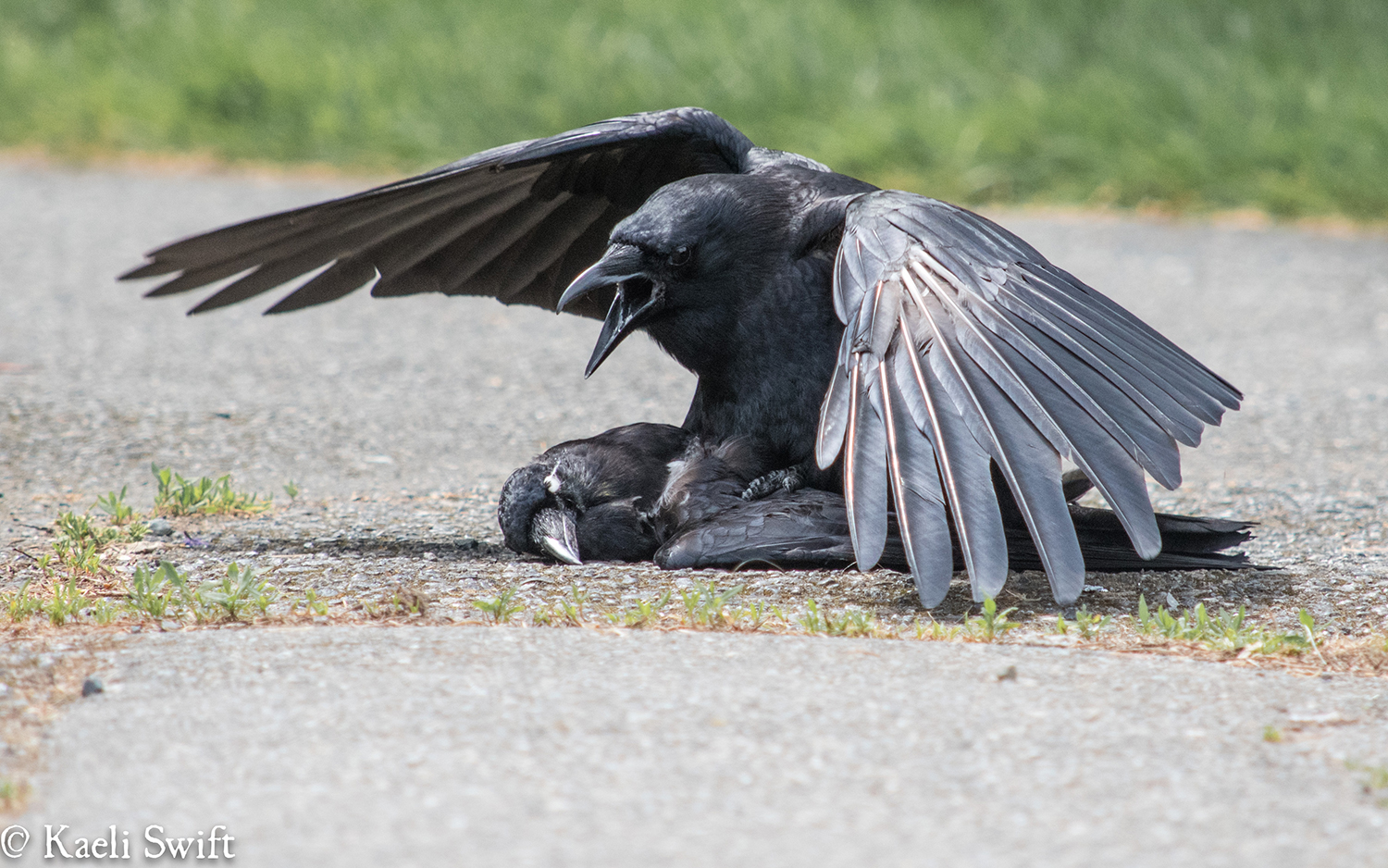 Crow Eating Corpse