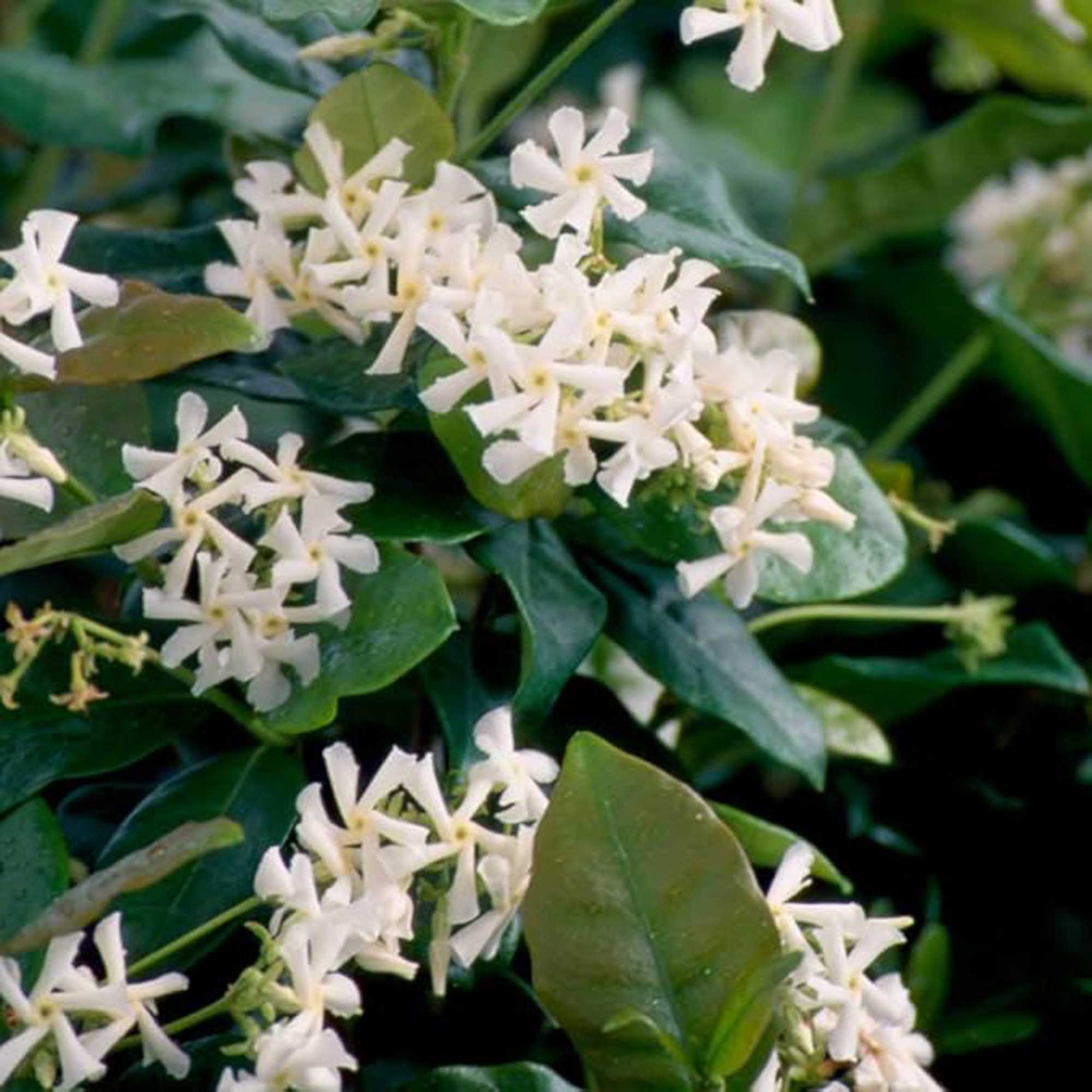 star jasmine from Plants by Mail
