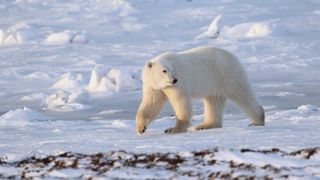 International polar bear day.