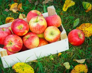 Ripe apples in wooden box in garden