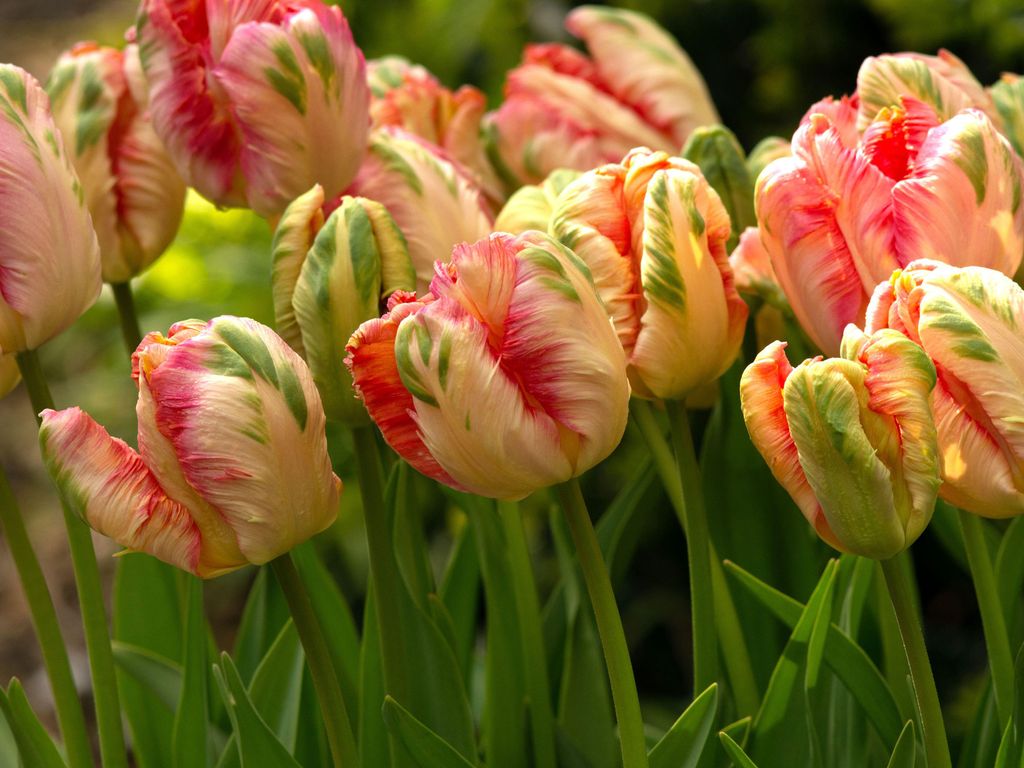7 Flowers to Plant in April for an Idyllic Spring Garden | Livingetc