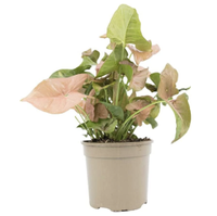 Arrowhead plant, Amazon