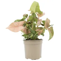 Arrowhead plant, Amazon