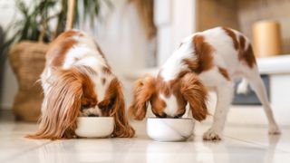 Two Cavalier King Charles Spaniels eating