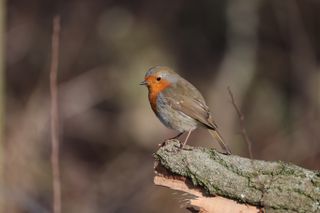 Robin bird perched on a wooden log