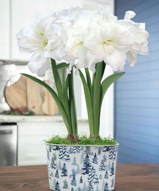 amaryllis Winter Watch Double Alfresco in bloom