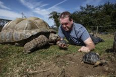 Adrian Graham and his giant Aldabra Tortoises