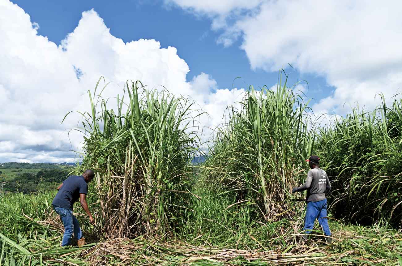 Cutting sugar cane on the Baie des Tr&amp;eacute;sors estate in Martinique.