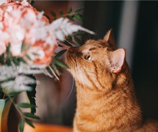 Cat sniffing hydrangea