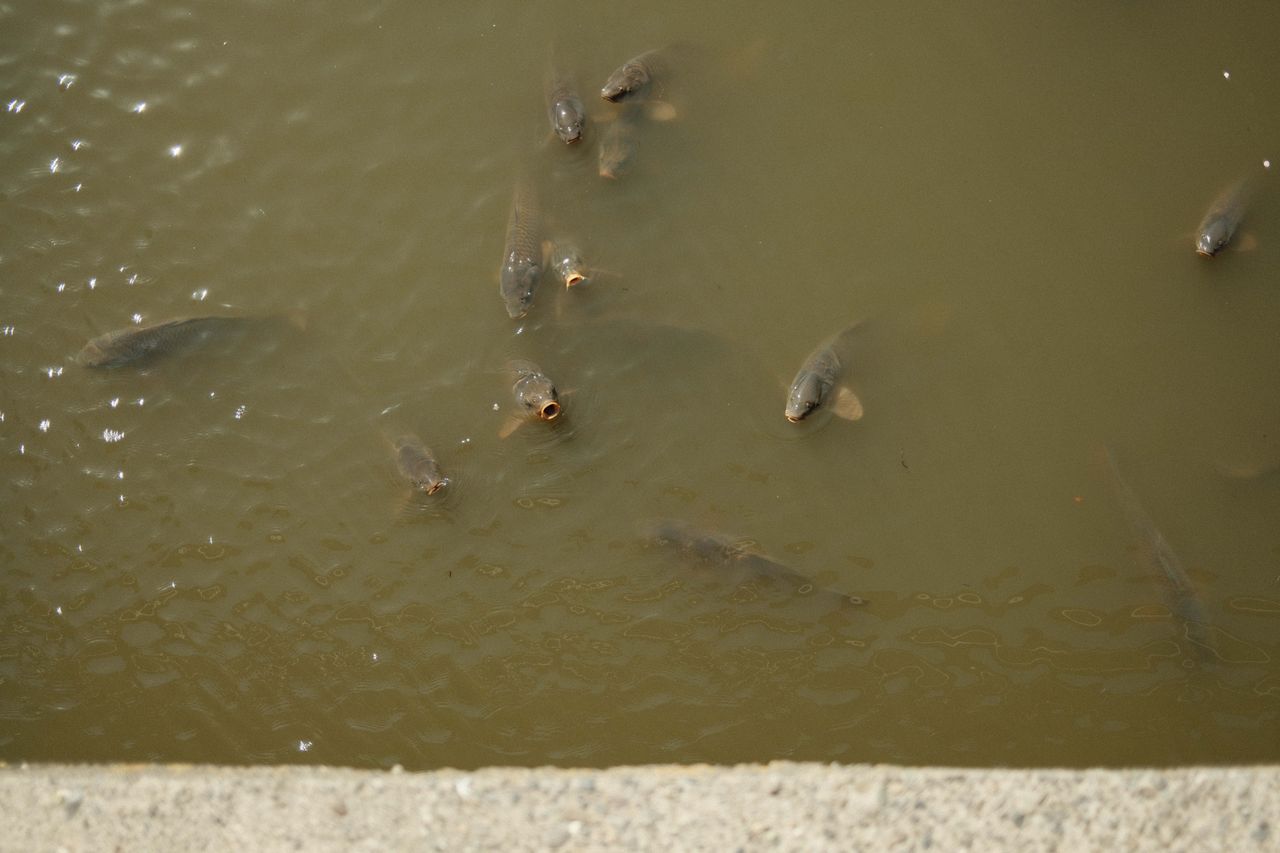 Koi fish swimming in a river below