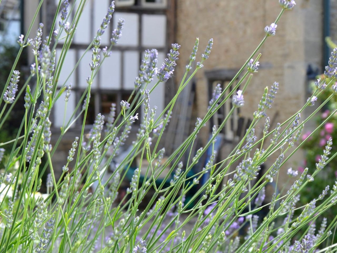 An English Herb Garden