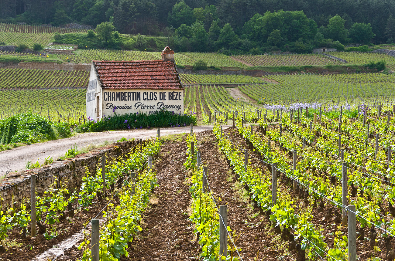 grands crus of Gevrey-Chambertin