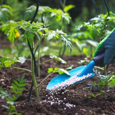 hand using trowel to apply fertilizer to tomato plants
