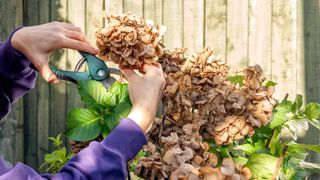 person cutting back old hydrangea flowerheads