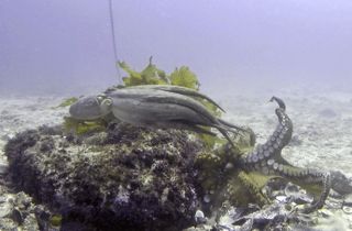 A male octopus in Octlantis evicts another octopus from its den.