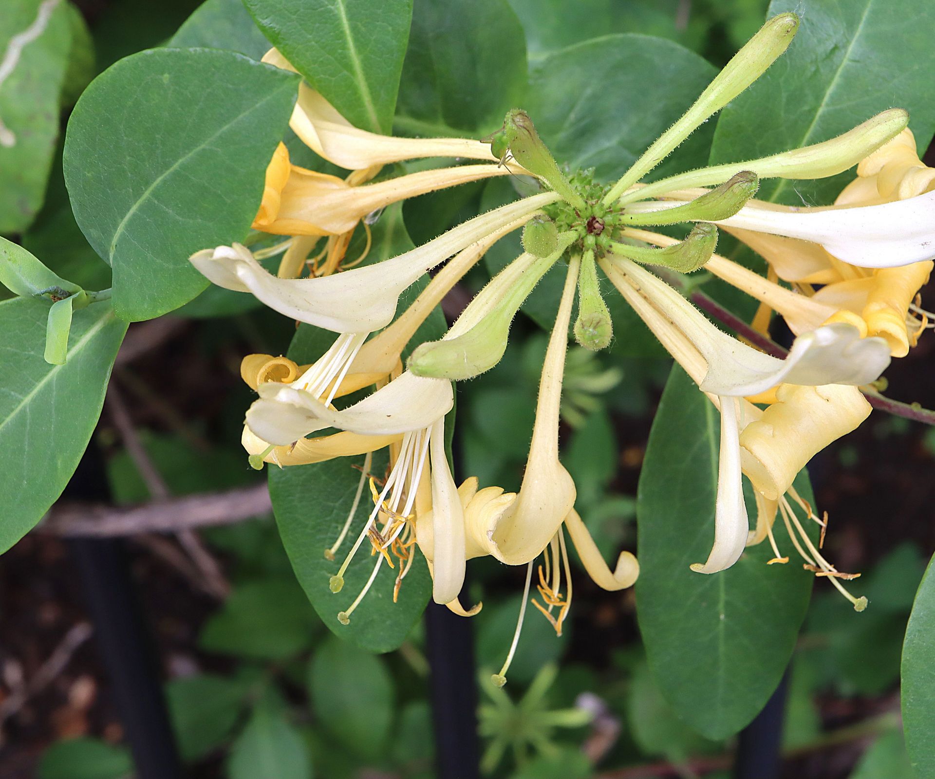 10 best honeysuckles to plant in your yard | Homes & Gardens