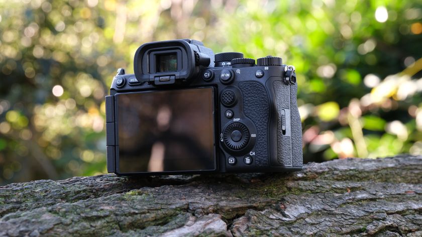 Sony A7 V camera from behind, on a tree branch