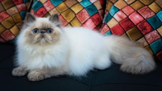 very fluffy creamy coloured cat with blue eyes, lying in front of a multicoloured blanket and looking into camera