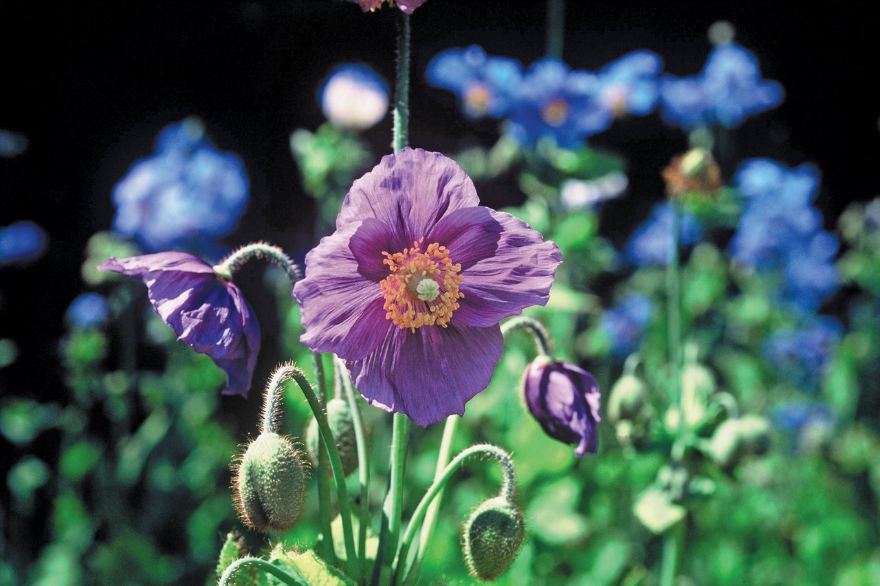 5 flower seeds to sow in May plant these in your garden this month