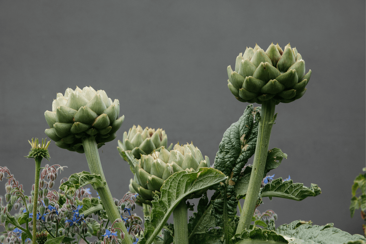 A few artichokes stems stand out against a grey background, surrounded by purple wildflowers.