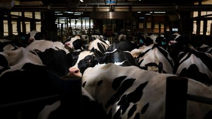 Dairy cows in Wisconsin